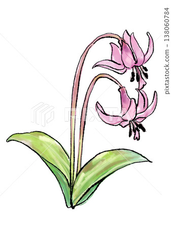 Hand-drawn line art and watercolor illustration of blooming dogtooth violet flowers 138060784