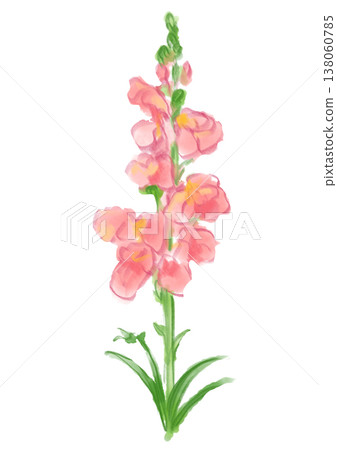 A hand-painted watercolor illustration of snapdragons in full bloom. A hand-painted watercolor illustration of snapdragons in full bloom. 138060785