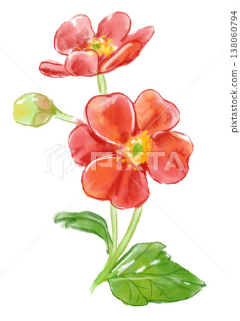 A hand-painted watercolor illustration of blooming cherry blossom radish flowers. 138060794