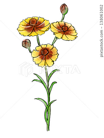 手繪線條畫和水彩插圖，描繪了盛開的金雞菊。 138061002