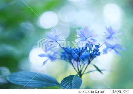 Sparkling blue hydrangeas Sparkling blue hydrangeas 138061081