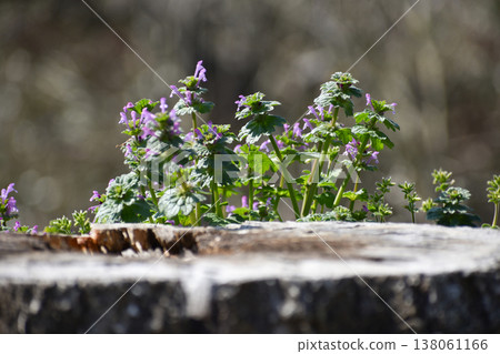 Spring henbit Spring henbit 138061166