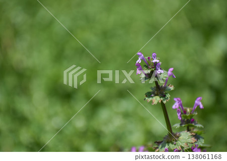 Spring henbit Spring henbit 138061168