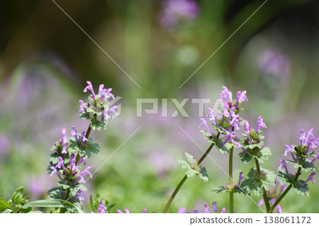Spring henbit Spring henbit 138061172