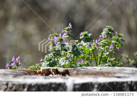 Spring henbit 138061173