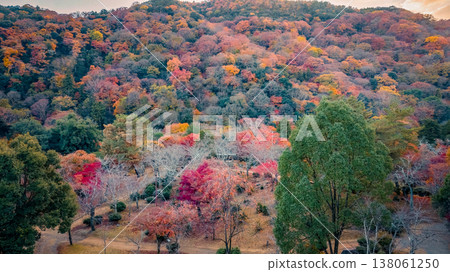 NOV 28 2025 Brilliant Autumn Colors At Arashiyama Park Kameyama Hills NOV 28 2025 Brilliant Autumn Colors At Arashiyama Park Kameyama Hills 138061250