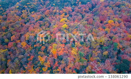 NOV 28 2025 Aerial View Of Colorful Autumn Forest With Red, Orange, NOV 28 2025 Aerial View Of Colorful Autumn Forest With Red, Orange, 138061290