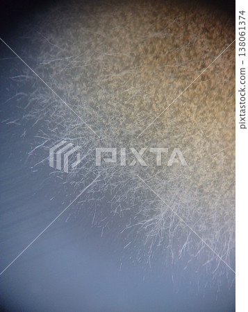 透過空氣傳播的黴菌菌落 138061374