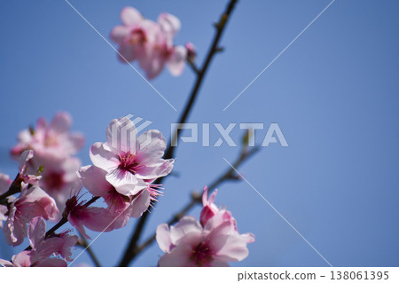 Almond flower Almond flower 138061395