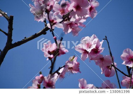 Almond flower Almond flower 138061396