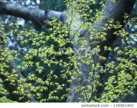 The fresh green leaves of maple trees in the forest The fresh green leaves of maple trees in the forest 138061402