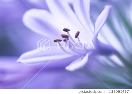 Elegant agapanthus flowers 138061417