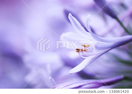 優雅的百子蓮花 138061420