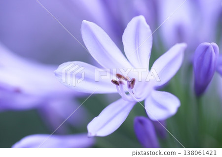 優雅的百子蓮花 138061421