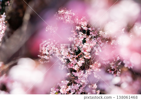 Weeping cherry blossoms in full bloom and fantastical pink quince 138061468