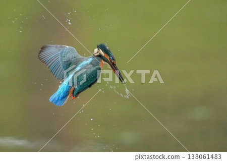 The dynamic moment of a kingfisher taking flight, kicking up a spray of water. The dynamic moment of a kingfisher taking flight, kicking up a spray of water. 138061483