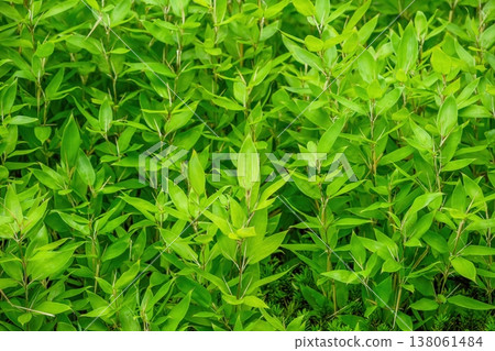 A background image featuring vibrant green bamboo leaves. A texture that evokes a sense of nature and freshness. 138061484