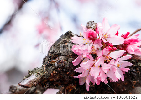 Weeping cherry tree in full bloom, flowers blooming from the trunk. 138061522