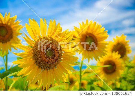 在藍藍的天空下盛開的向日葵 在藍藍的天空下盛開的向日葵 138061634