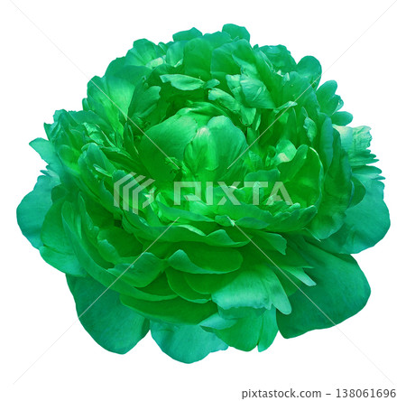 Green peony flower on a white isolated background with clipping path. Closeup. For design. Nature. Green peony flower on a white isolated background with clipping path. Closeup. For design. Nature. 138061696