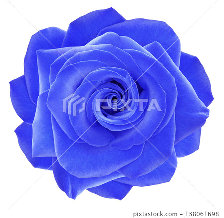 Blue rose flower on white isolated background with clipping path. Closeup. For design. Nature. Blue rose flower on white isolated background with clipping path. Closeup. For design. Nature. 138061698