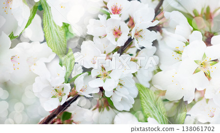 Jasmine flowers. Floral white background. Petals jasmine. Close-up. Nature. Jasmine flowers. Floral white background. Petals jasmine. Close-up. Nature. 138061702