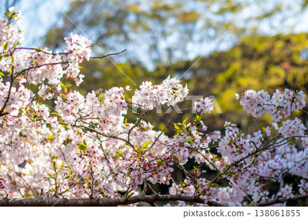 Spring season: Somei Yoshino cherry blossoms Spring season: Somei Yoshino cherry blossoms 138061855