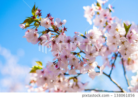 Spring season: Somei Yoshino cherry blossoms 138061856