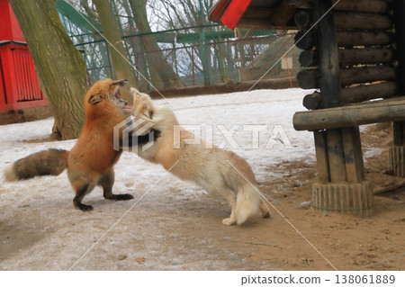 A scene of foxes in heat exhibiting courtship behavior. A scene of foxes in heat exhibiting courtship behavior. 138061889