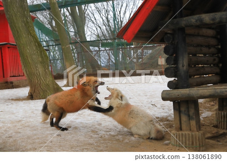 The intense courtship behavior of foxes during mating season. 138061890