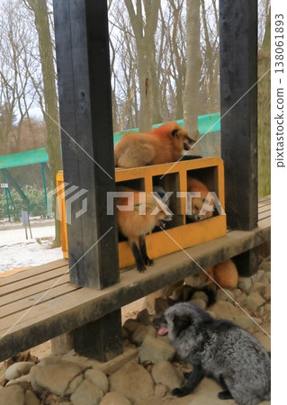 Foxes curled up in wooden boxes at Miyagi Zao Fox Village Foxes curled up in wooden boxes at Miyagi Zao Fox Village 138061893