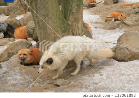 Arctic foxes roaming around Miyagi Zao Fox Village Arctic foxes roaming around Miyagi Zao Fox Village 138061898