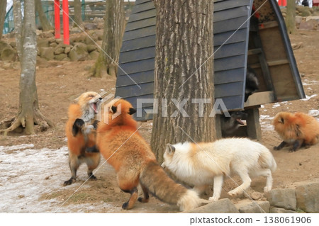 Red foxes engaging in fierce courtship behavior Red foxes engaging in fierce courtship behavior 138061906