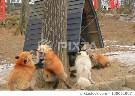 The intense courtship behavior of a red fox during mating season. 138061907