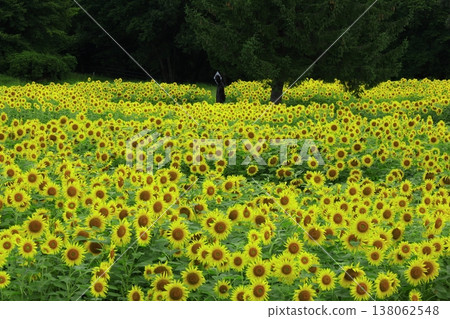 A sunflower field that shines in the blue sky A sunflower field that shines in the blue sky 138062548
