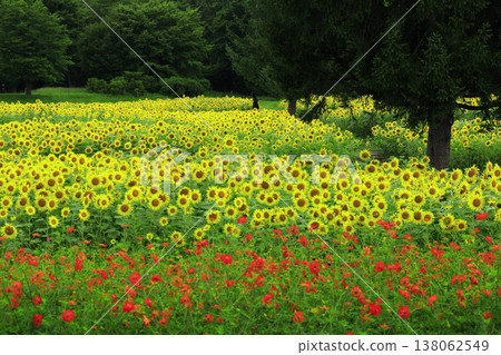 A sunflower field that shines in the blue sky A sunflower field that shines in the blue sky 138062549