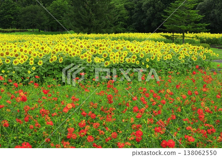 A sunflower field that shines in the blue sky A sunflower field that shines in the blue sky 138062550