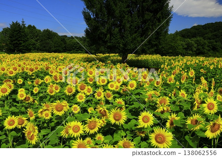 A sunflower field that shines in the blue sky A sunflower field that shines in the blue sky 138062556