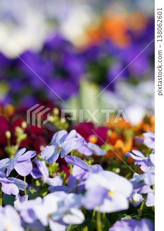 Himeji, Tegarayama Park, Flowers, Flowerbeds Himeji, Tegarayama Park, Flowers, Flowerbeds 138062601