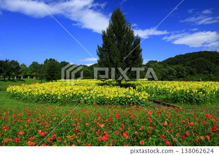 與夏天花的風景 與夏天花的風景 138062624