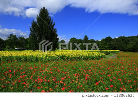 Landscape with summer flowers Landscape with summer flowers 138062625