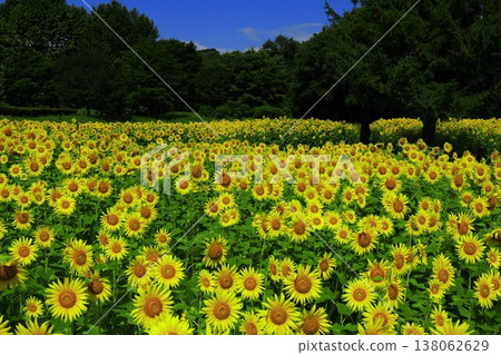 與夏天花的風景 138062629