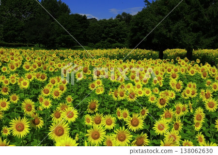 與夏天花的風景 138062630