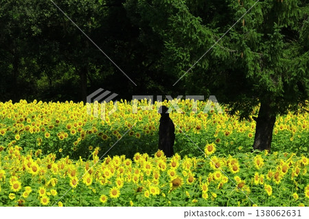 與夏天花的風景 138062631