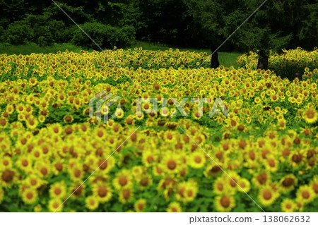 與夏天花的風景 138062632