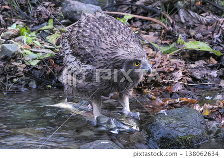 布萊克斯頓漁鴞獲取維持生命所需的營養 138062634
