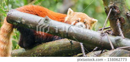 Cute Red Panda, Ailurus fulgens or lesser panda in forest at Chengdu Panda Breeding Research Center Dujiangyan. landmark and popular for tourists attractions in Chengdu, China. Travel and Vacation Cute Red Panda, Ailurus fulgens or lesser panda in forest at Chengdu Panda Breeding Research Center Dujiangyan. landmark and popular for tourists attractions in Chengdu, China. Travel and Vacation 138062773