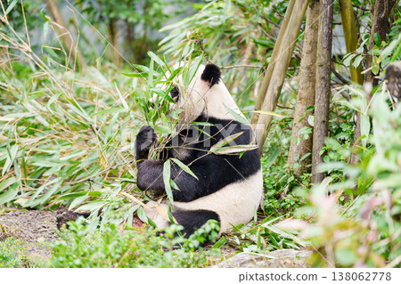 Cute Giant Panda, Ailuropoda melanoleuca or panda bear in forest at Chengdu Panda Breeding Research Center Dujiangyan. landmark and popular for tourists attractions in Chengdu, China. 138062778