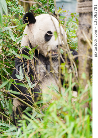 Cute Giant Panda, Ailuropoda melanoleuca or panda bear in forest at Chengdu Panda Breeding Research Center Dujiangyan. landmark and popular for tourists attractions in Chengdu, China. Cute Giant Panda, Ailuropoda melanoleuca or panda bear in forest at Chengdu Panda Breeding Research Center Dujiangyan. landmark and popular for tourists attractions in Chengdu, China. 138062781