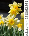 水仙、花、花田、花壇 138062861